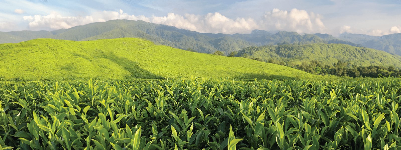 Traditional Green Teas image