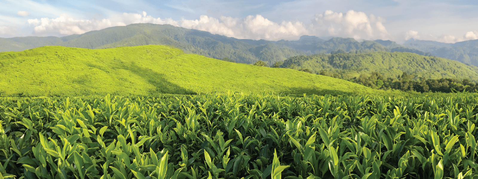 Darjeeling Tea - India image