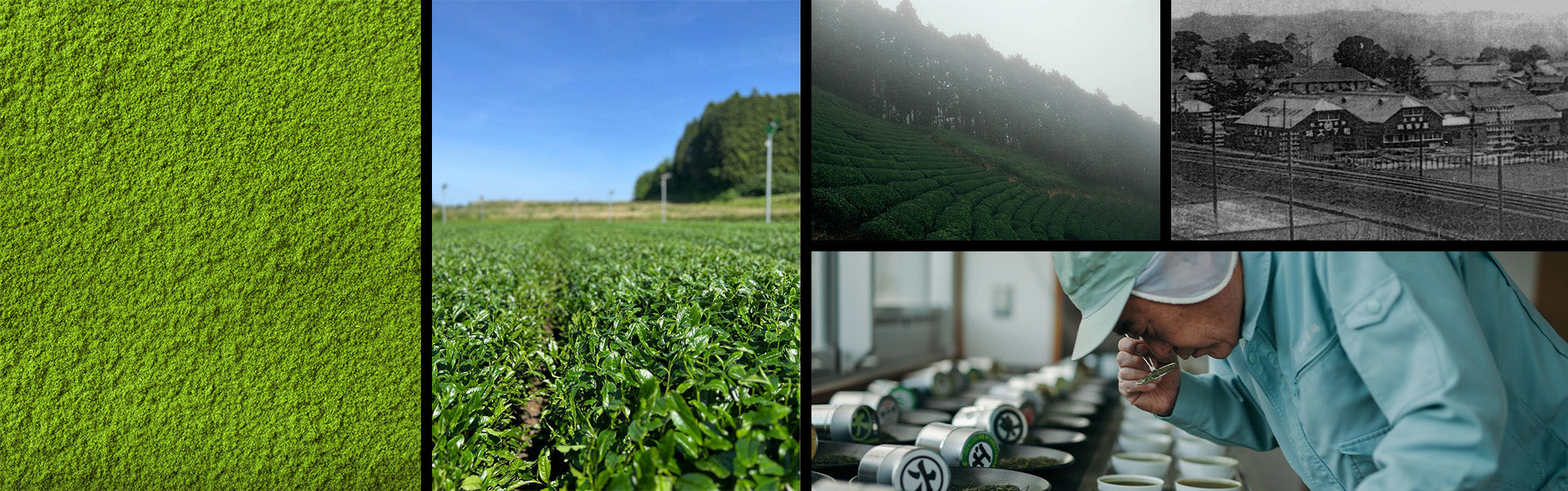Tea Total NZ Premium Ethically Sourced Tea Retail & B2B